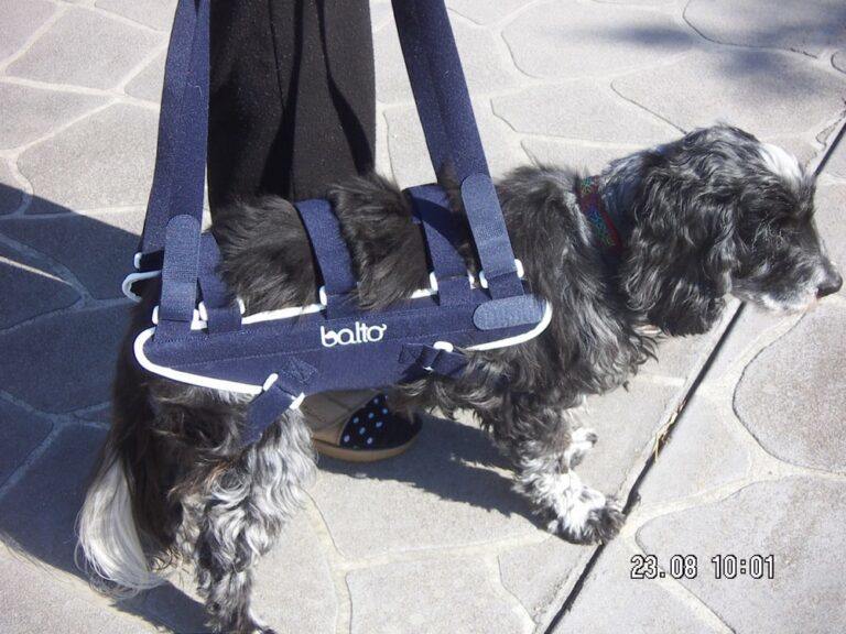 A dog back brace to Lift and Carry your dog Alpha Mobility AUSTRALIA