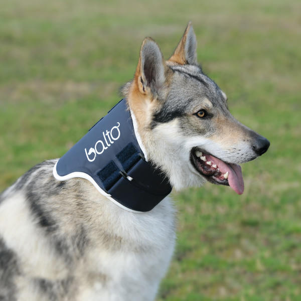 Canine Rigid Neck Brace