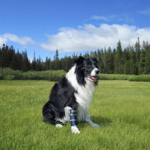 Balto - Dog Ulna Radius Brace - BT BONE - Alpha Mobility AUSTRALIA ...