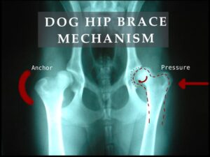 Dog hip brace mechanism action
