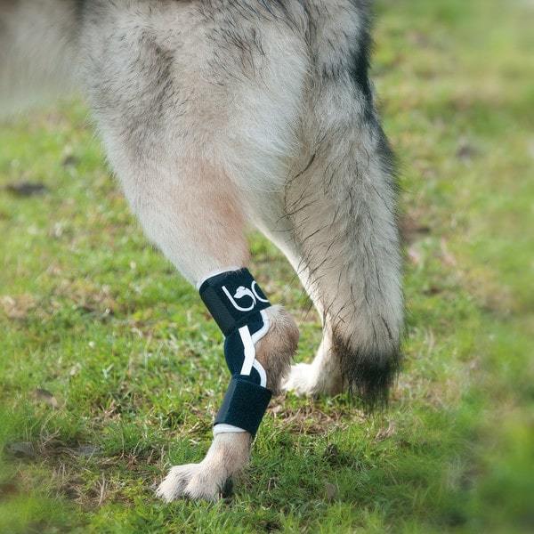 Custom Hock (Ankle) Brace  Dog Tarsal - Rear Leg Brace - Animal