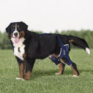 Orthopedic Dog Braces Archives - Alpha Mobility AUSTRALIA - Dog