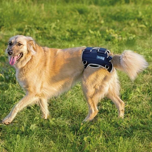 Dog hip dysplasia brace - BT LIFE - Help your Dog to walk again