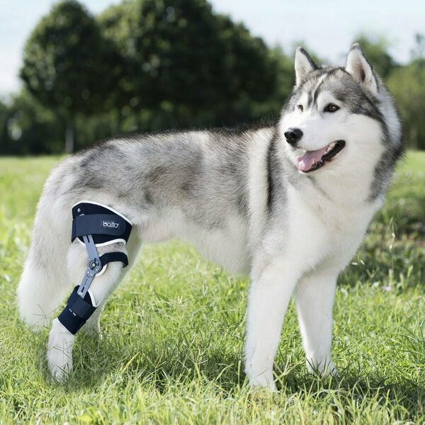 Balto – Adjustable Hinged Dog Knee Brace – BT LIGATEK