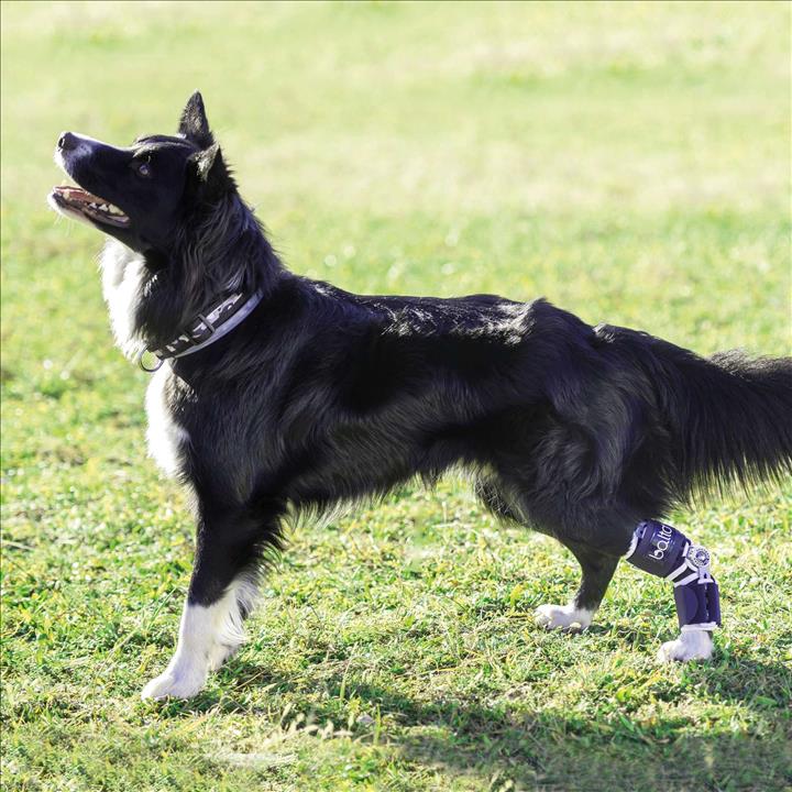Therapeutic Dog Hock Brace/Pair - Back On Track Products Australia